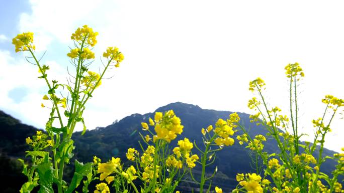 美丽的黄色油菜大山农业花开