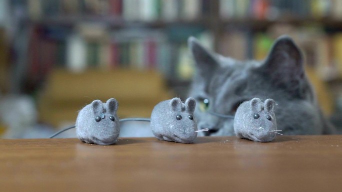 灰猫在玩猫抓老鼠的玩具
