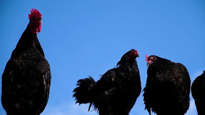 黑色的公鸡啼叫飞禽雄性特征养鸡场
