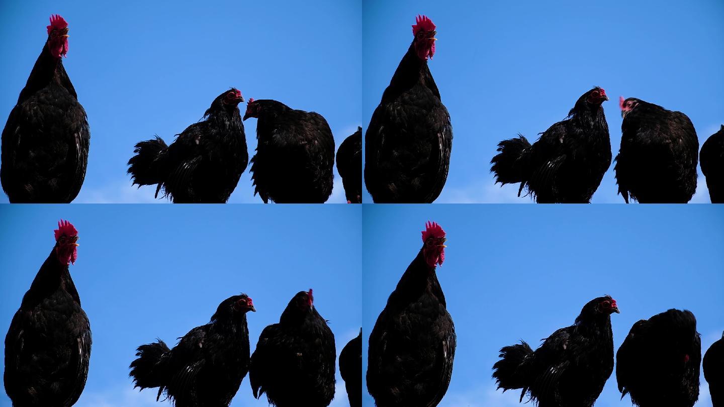 黑色的公鸡啼叫飞禽雄性特征养鸡场