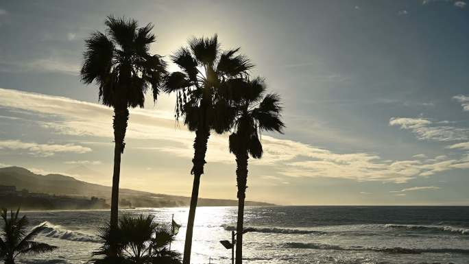日落时，棕榈树在海边随风摇曳