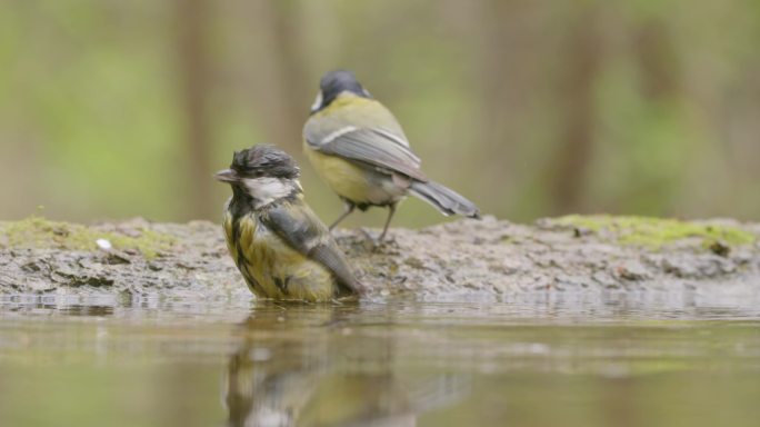 春天，一对山雀在池塘边清洗羽毛