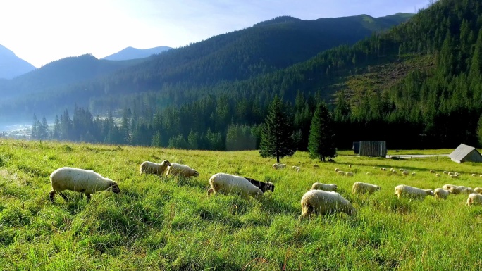 日出时一群羊在塔特拉山吃草