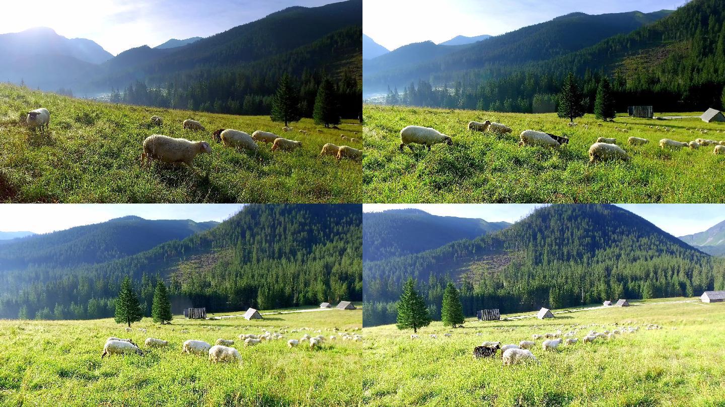 日出时一群羊在塔特拉山吃草