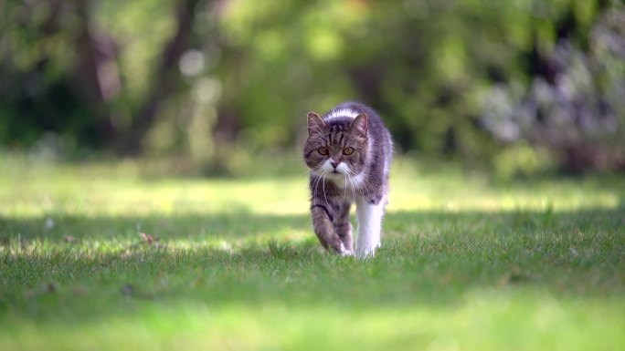 英国短毛猫公园小猫猫咪
