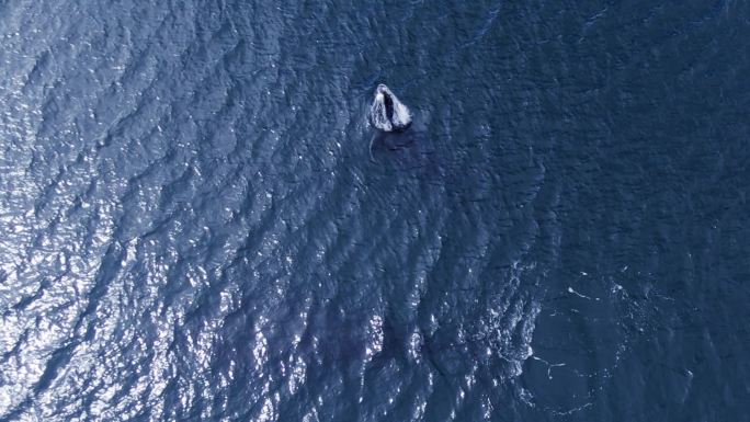 南露脊鲸跳出水面航拍俯视大气空镜大海海面