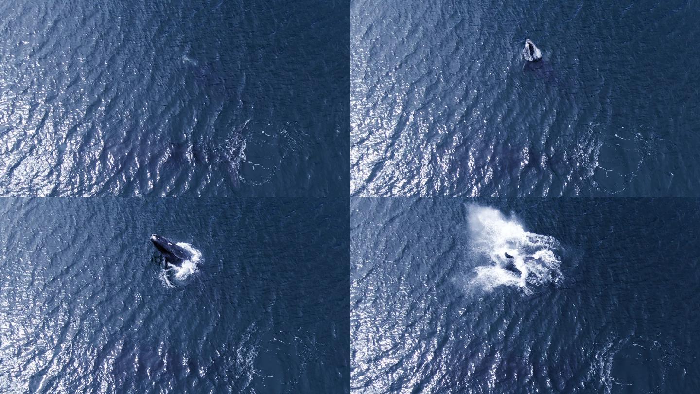 南露脊鲸跳出水面航拍俯视大气空镜大海海面