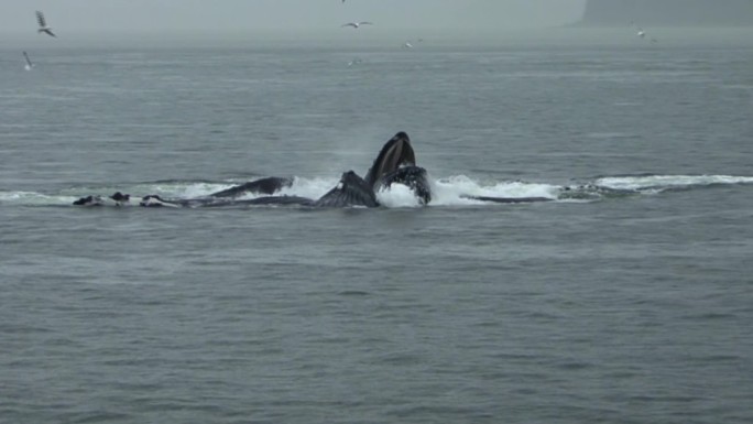 一群座头鲸