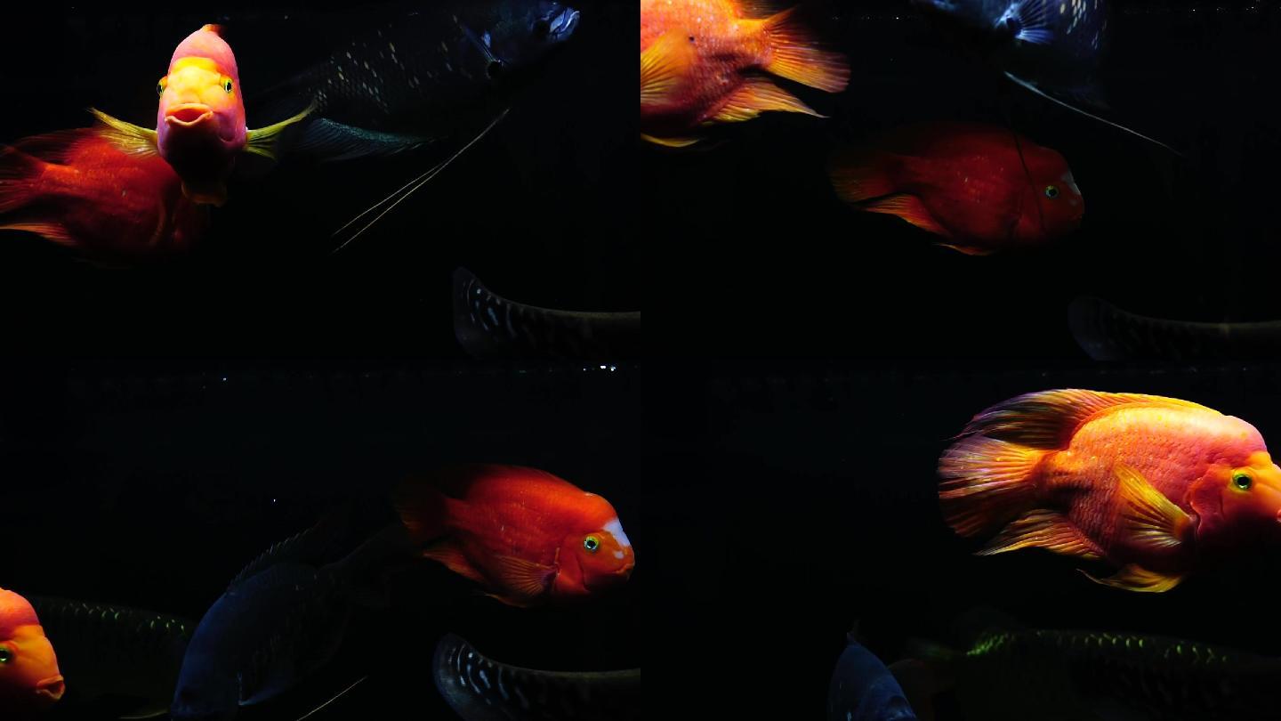红元宝鹦鹉鱼正在鱼缸里游泳。