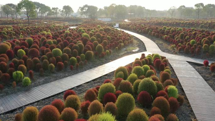 4K原素材-航拍上海花开海上地肤草园