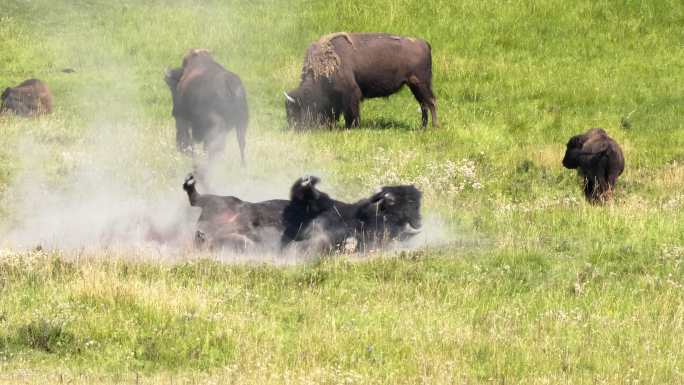 黄石公园在泥土中翻滚的野牛