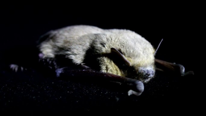 小灰毛蝙蝠晚上躺在地上