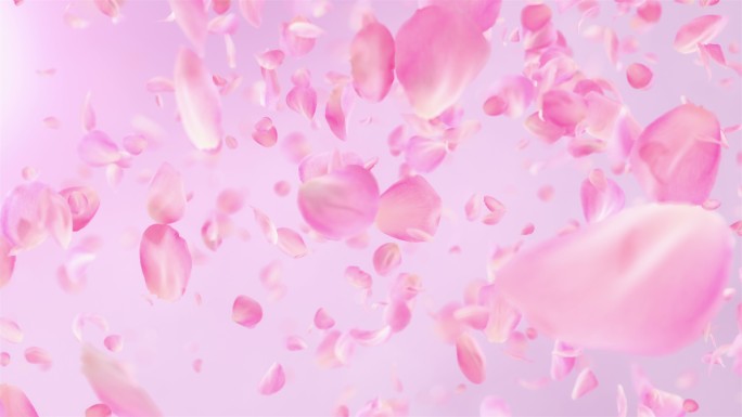 粉色玫瑰花瓣飘落粉红色系慢镜头慢动作缓慢