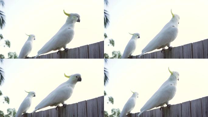 清晨凤头鹦鹉从篱笆上起飞