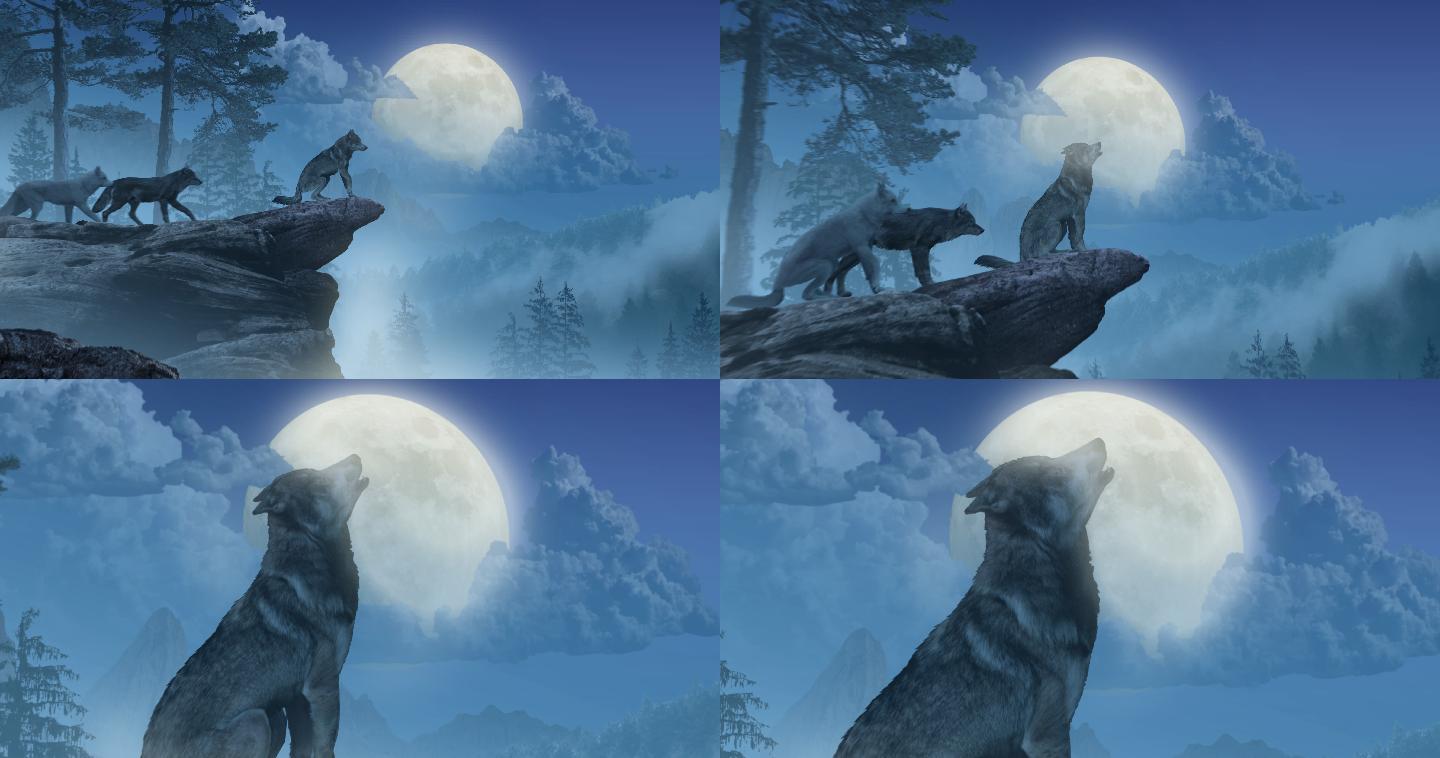 狼对着月亮嚎叫狼群山顶哀嚎召唤明月月光狼