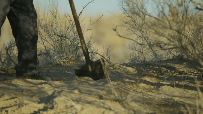沙漠村民 挖土 挖沙地 当地人干农活