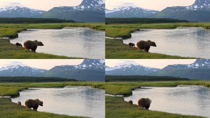 棕熊和幼崽吃草人与自然动物世界地形地貌无