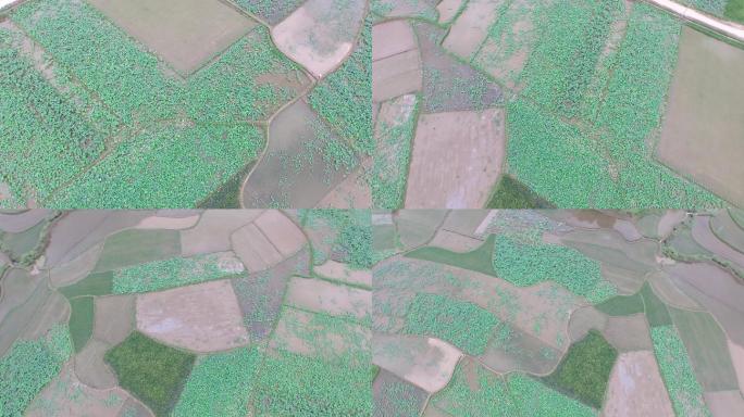 航拍大片农田，春季播种季节。