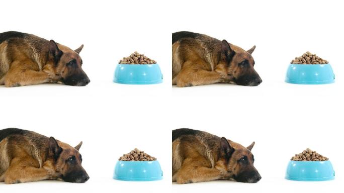 阿尔萨斯犬和一碗食物。