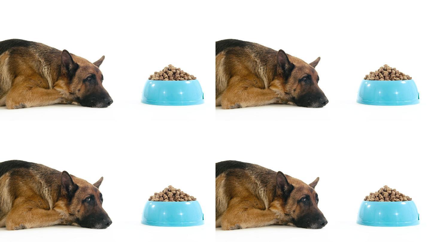 阿尔萨斯犬和一碗食物。