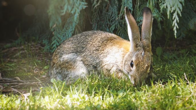 可爱的兔子在早晨的阳光下吃草