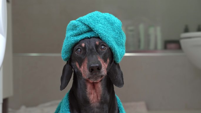 小达克斯猎犬，头上裹着柔软的蓝色毛巾