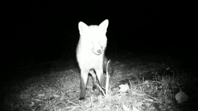 红狐在夜里嗅着地面寻找食物
