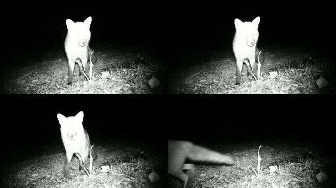 红狐在夜里嗅着地面寻找食物