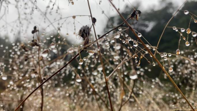 乡村气息：寒冬来临草丛里桂满晶莹的冰珠