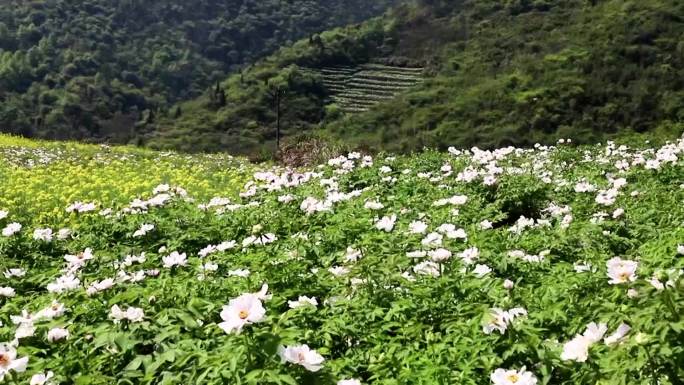 南陵凤丹特写，牡丹花