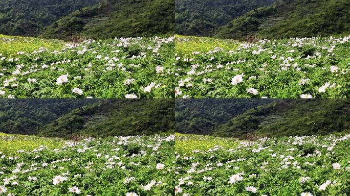 南陵凤丹特写，牡丹花