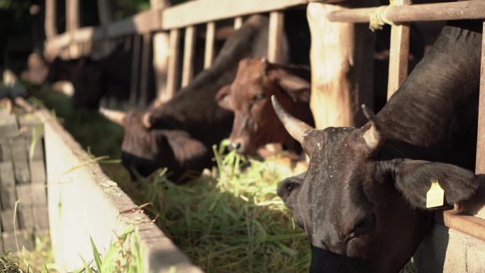 杂交种肉牛黑牛吃草家养家禽肉类吃饭