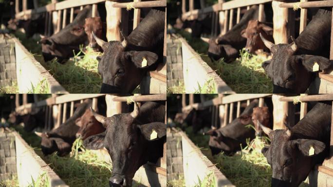 杂交种肉牛黑牛吃草家养家禽肉类吃饭