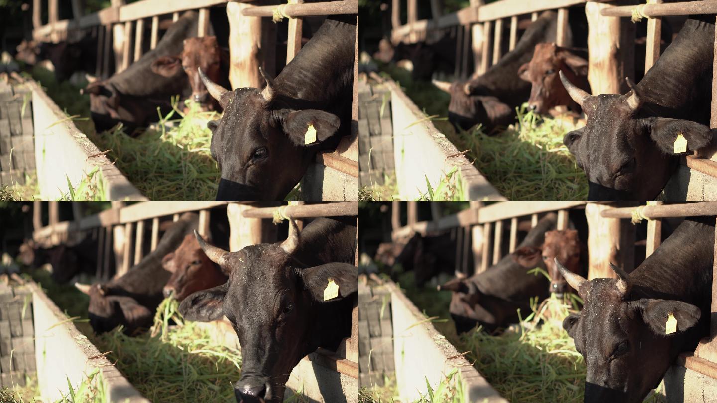 杂交种肉牛黑牛吃草家养家禽肉类吃饭