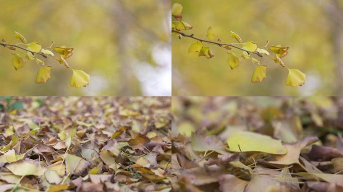 秋天秋意落叶黄叶银杏树树叶意境A024