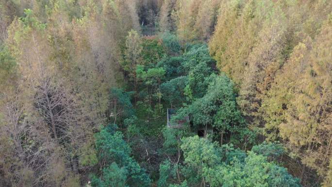 4K原素材-航拍扶贫经济林植树造林