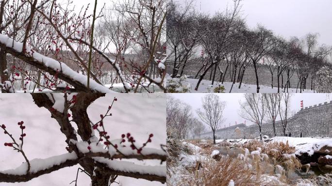 一组红梅雪景合集 (1)