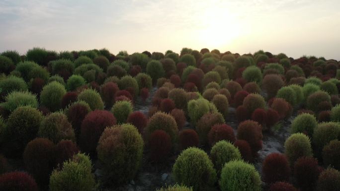 4K原素材-航拍上海花开海上地肤草园