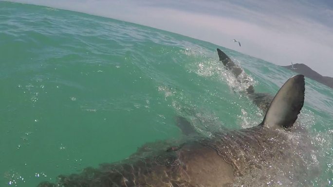 白鲨张大嘴巴攻击牙齿捕食海面