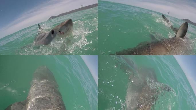 白鲨张大嘴巴攻击牙齿捕食海面