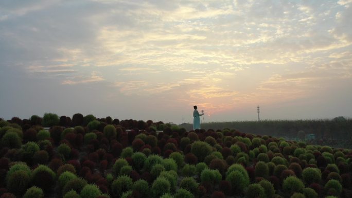 4K原素材-航拍上海花开海上地肤草园