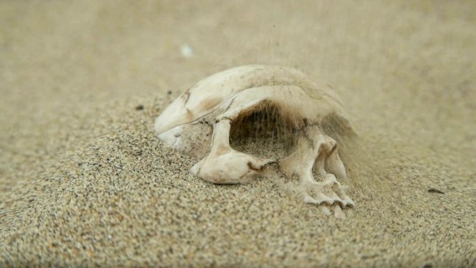 被沙子覆盖的人类头骨