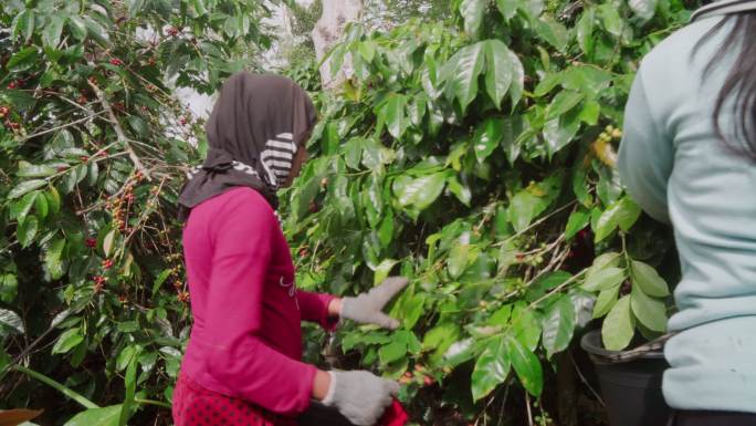 咖啡农场的收获热带植物手工摘果子农民工