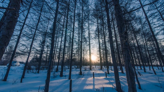 雪景树林日出