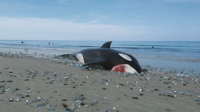 虎鲸因海洋污染死亡