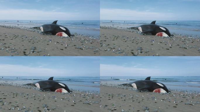虎鲸因海洋污染死亡
