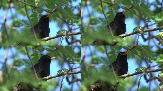 黑鸟在歌唱