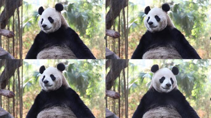 坐立的熊猫