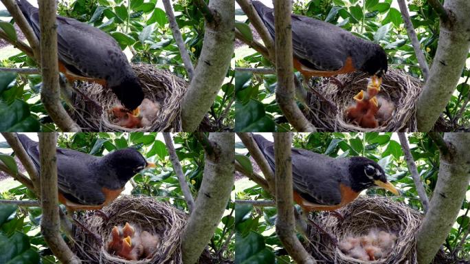 一只美洲知更鸟在巢中喂养幼鸟