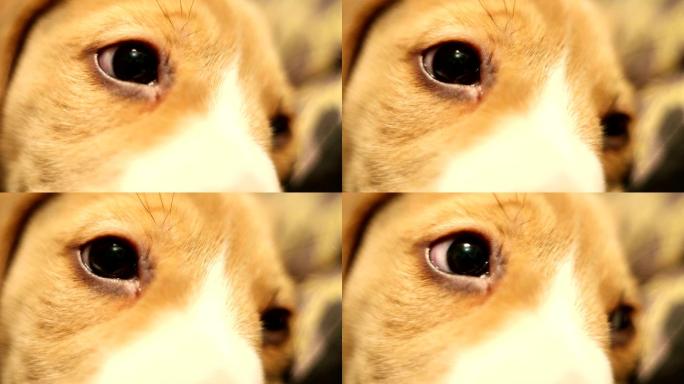 小狗可怜的眼睛